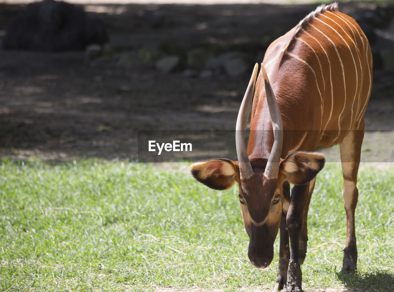 VIEW OF HORSE GRAZING IN FIELD