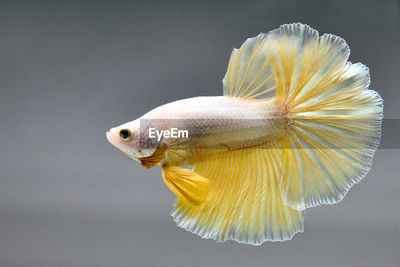Yellow gold mustard betta fish rose tail ID 182631411