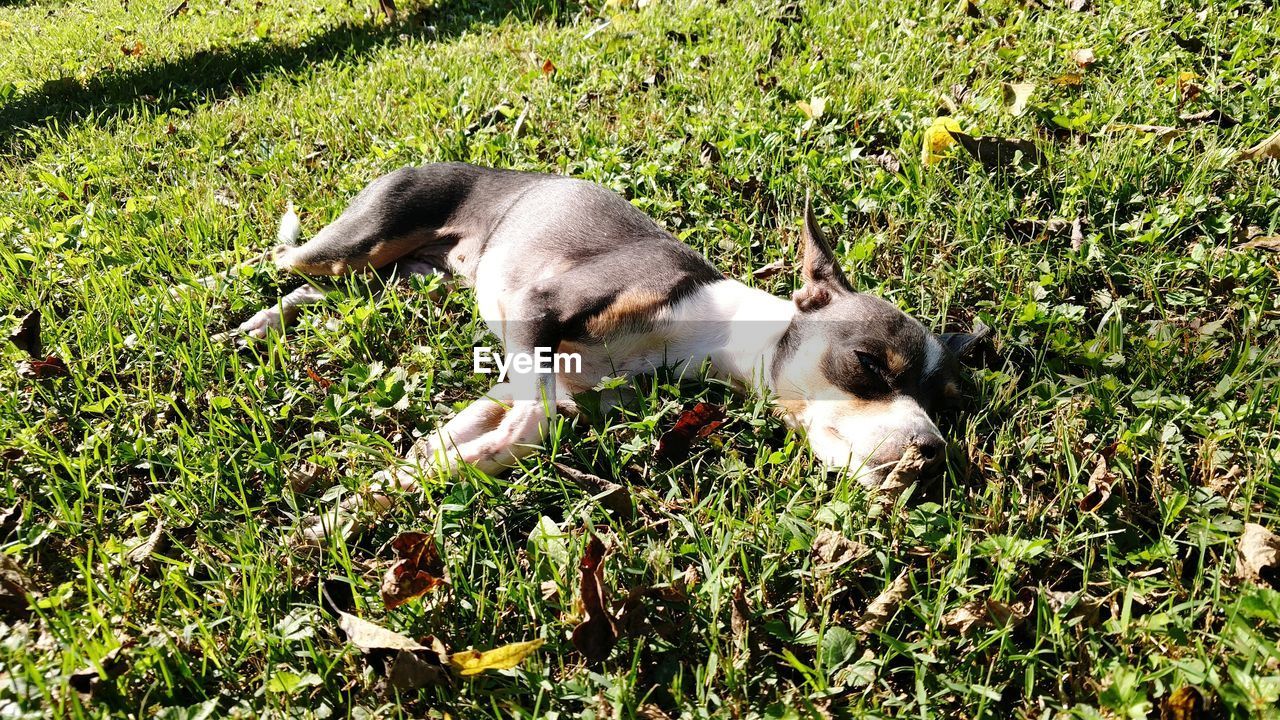 DOG ON GRASS FIELD