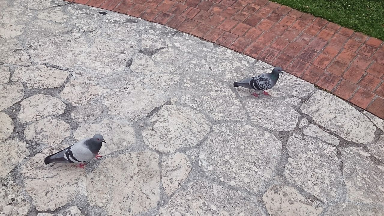 High angle view of pigeons on footpath in park