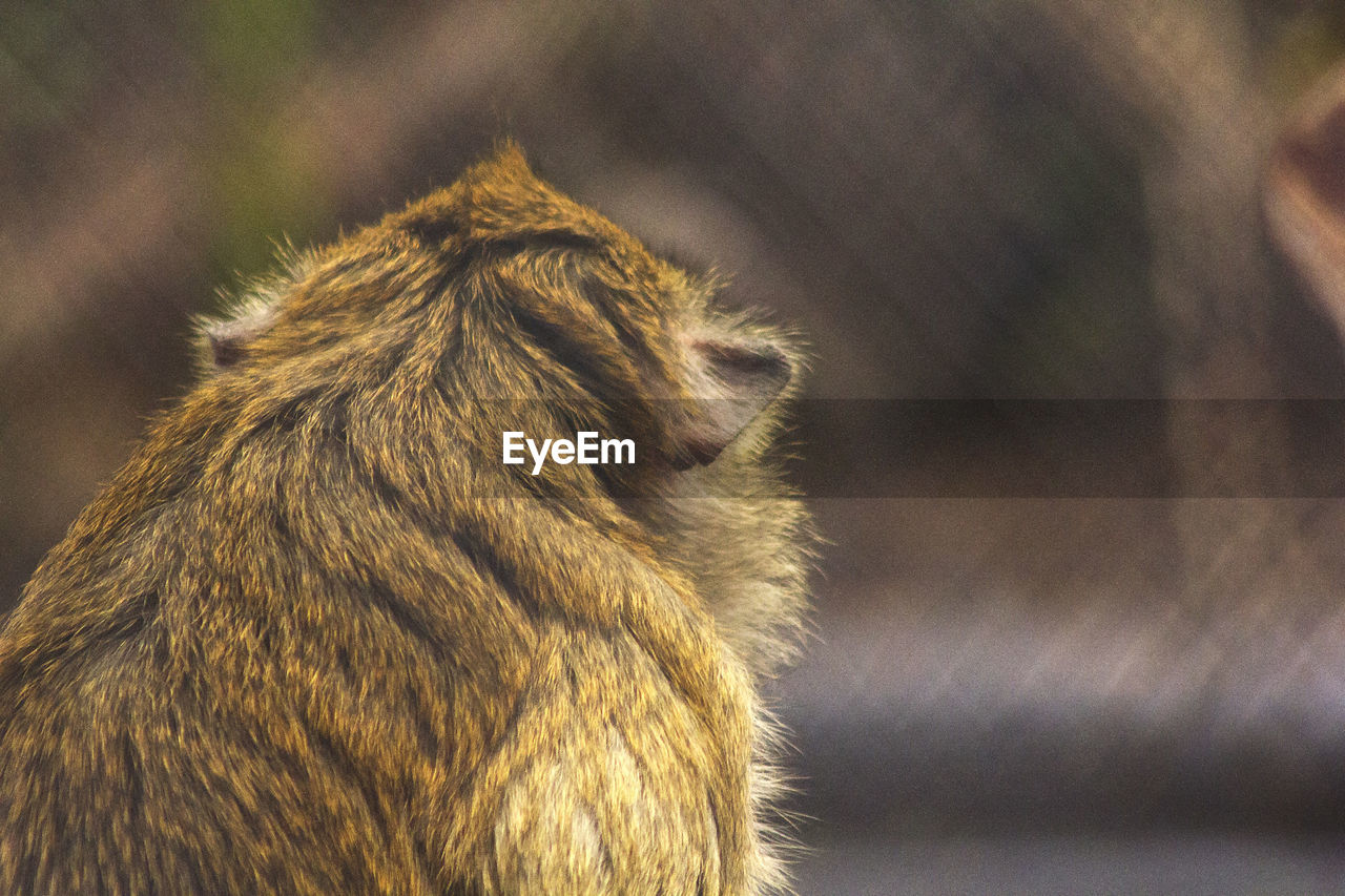 Crab-eating macaque in the zoo