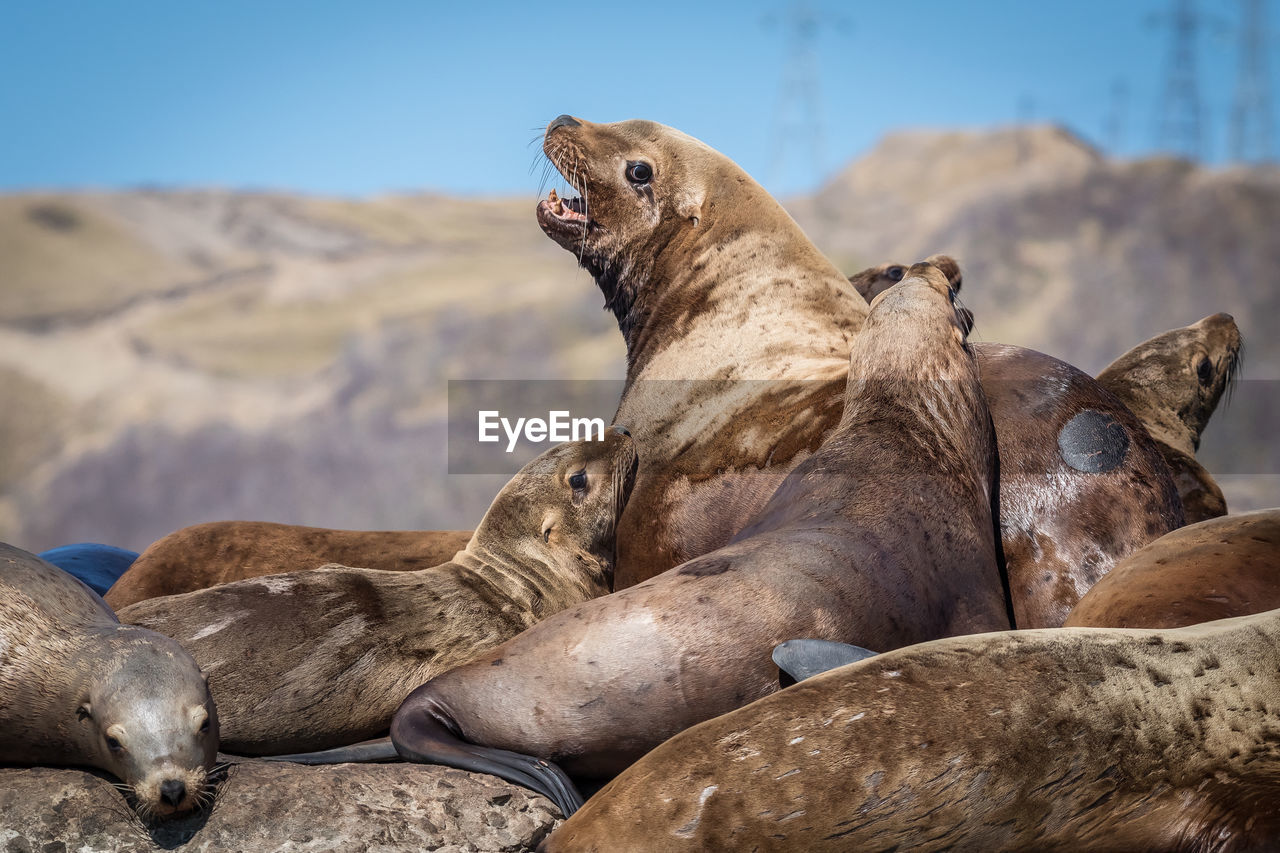 Seals on rock against mountain