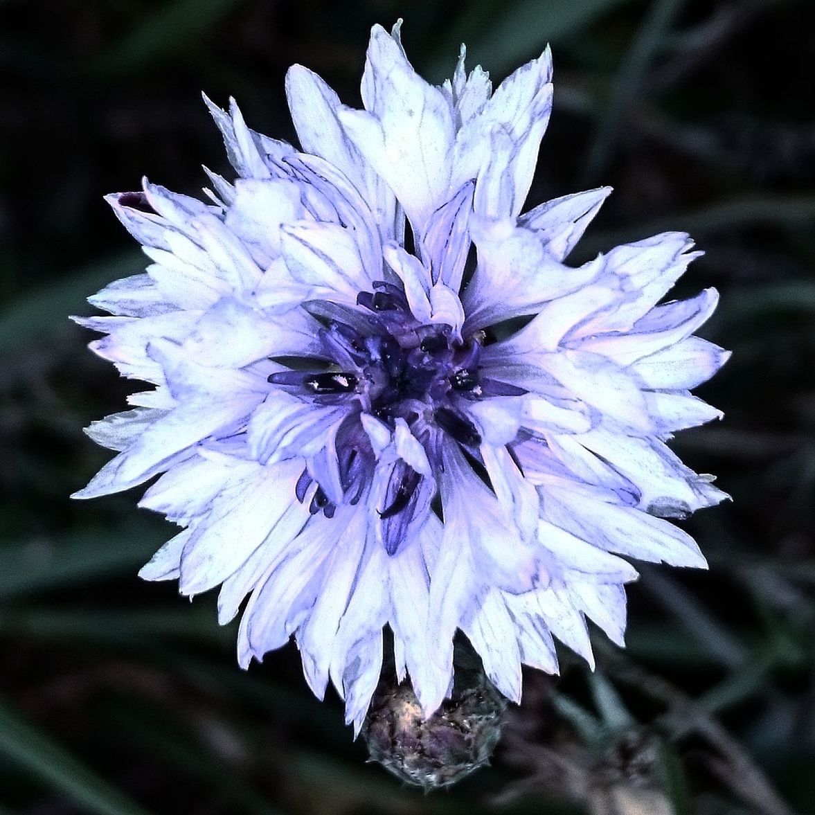 CLOSE-UP OF PURPLE FLOWERS BLOOMING