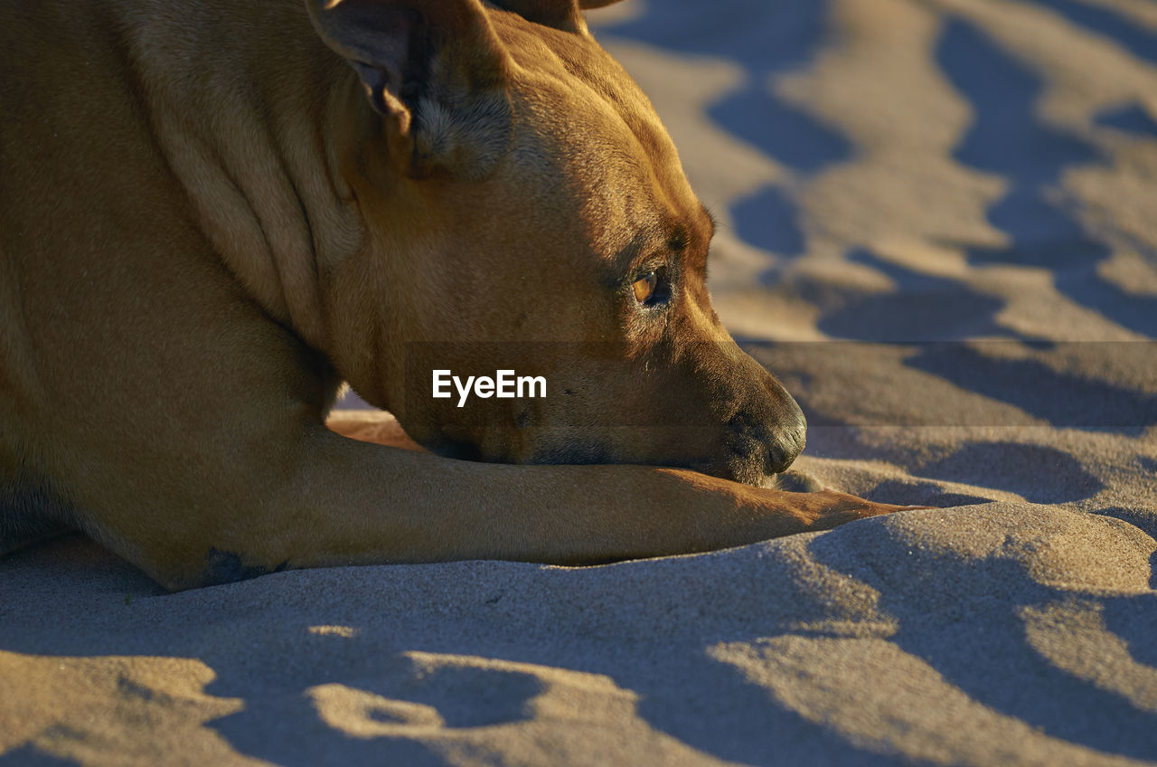 CLOSE-UP OF DOG RELAXING ON SHADOW