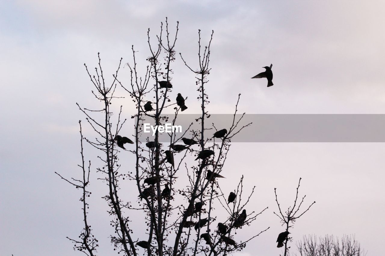 LOW ANGLE VIEW OF SILHOUETTE BIRDS FLYING BY TREE AGAINST SKY