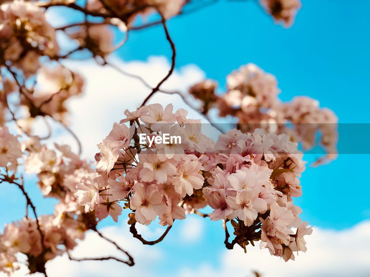 Low angle view of cherry blossoms against sky