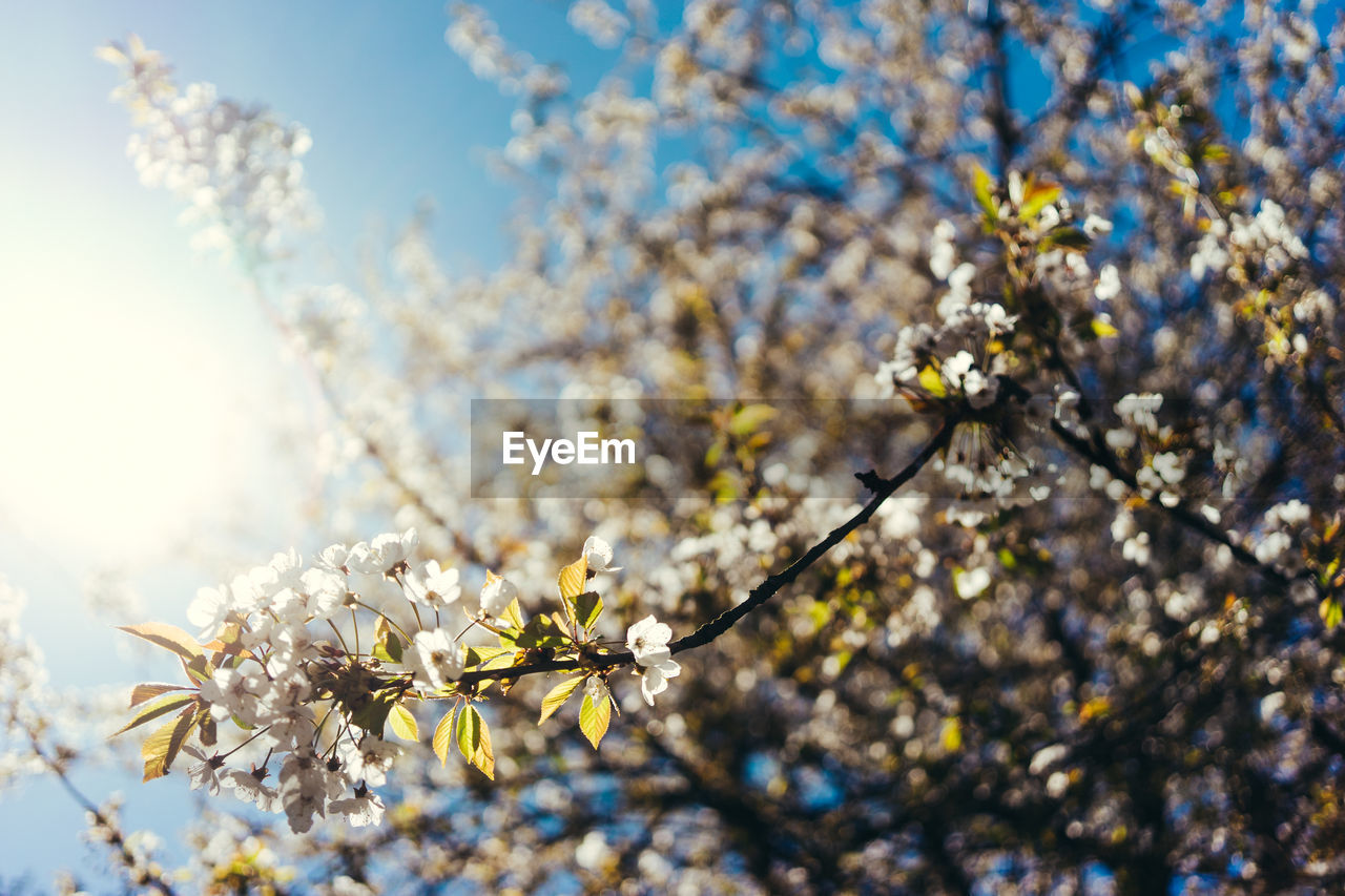 LOW ANGLE VIEW OF CHERRY BLOSSOMS AGAINST SKY