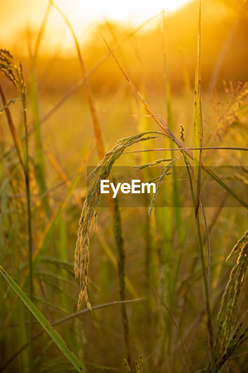 CLOSE-UP OF STALKS AGAINST BLURRED BACKGROUND