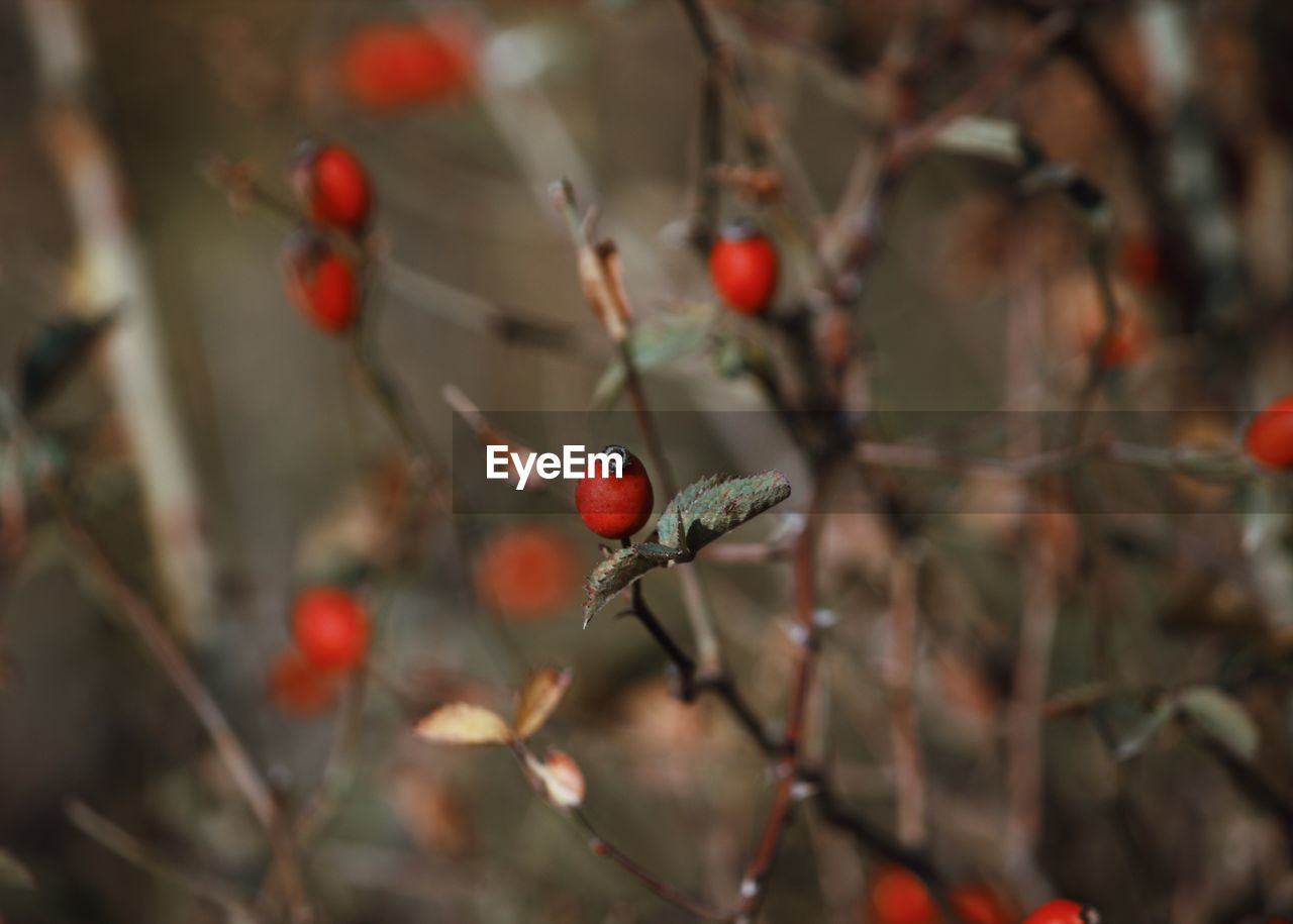 Close-up of red berries on plant