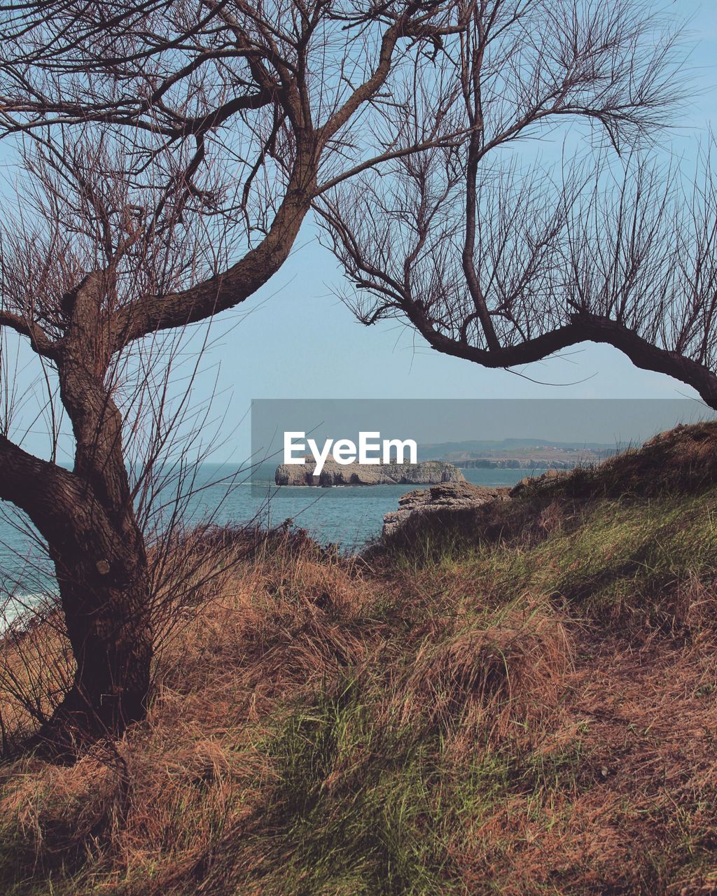 View of bare tree at seaside