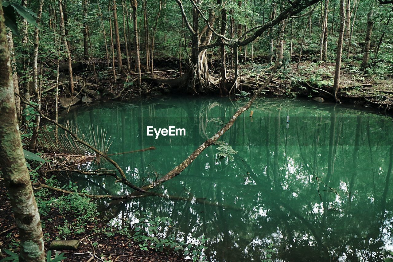 Close-up of lake against trees