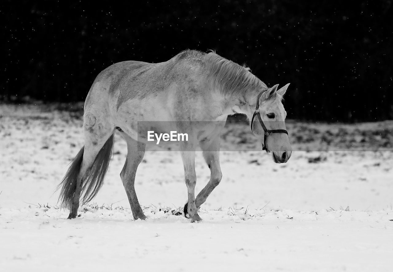 animal, animal themes, mammal, animal wildlife, black and white, one animal, wildlife, nature, horse, domestic animals, no people, land, white, monochrome, snow, side view, monochrome photography, winter, cold temperature, environment, livestock, outdoors, full length, landscape, field, standing