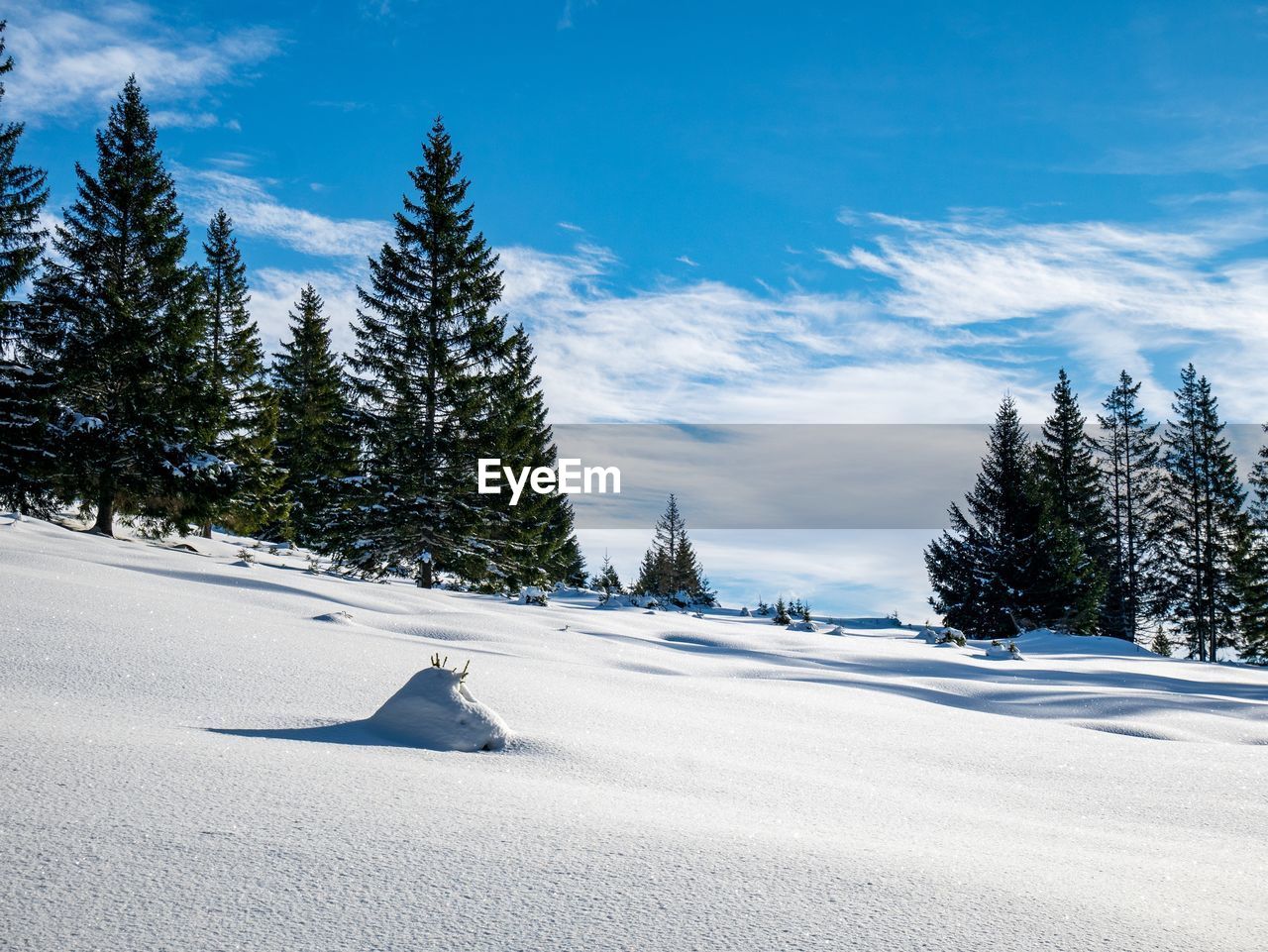 SNOW COVERED TREES ON FIELD AGAINST SKY