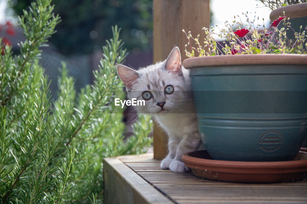 PORTRAIT OF CAT BY POTTED PLANT IN BACKYARD