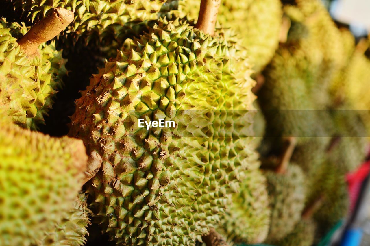 CLOSE-UP OF CACTUS GROWING ON PLANT