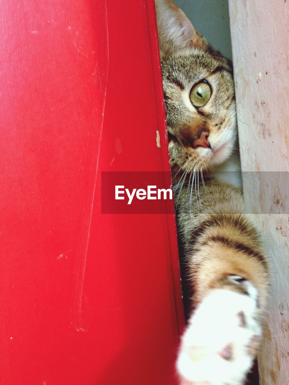 Portrait of cat looking through ajar door