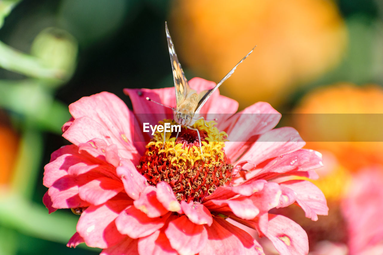 CLOSE-UP OF BUMBLEBEE ON PINK FLOWER