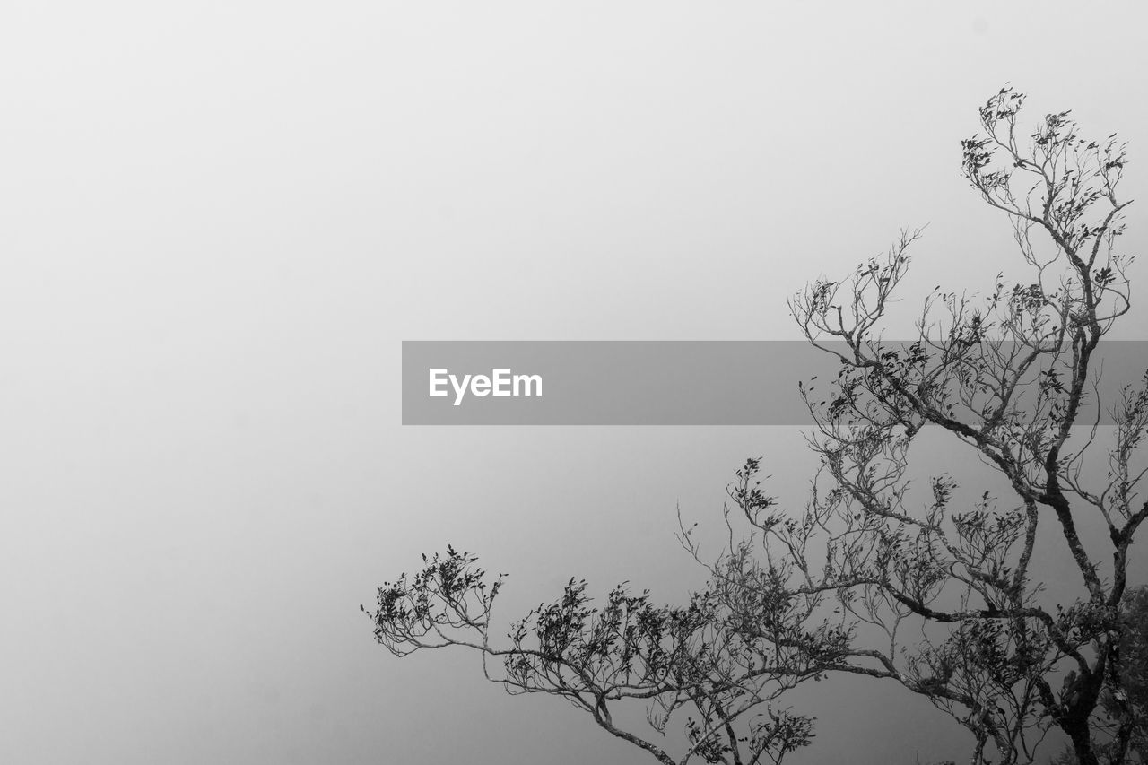 LOW ANGLE VIEW OF TREE AGAINST SKY