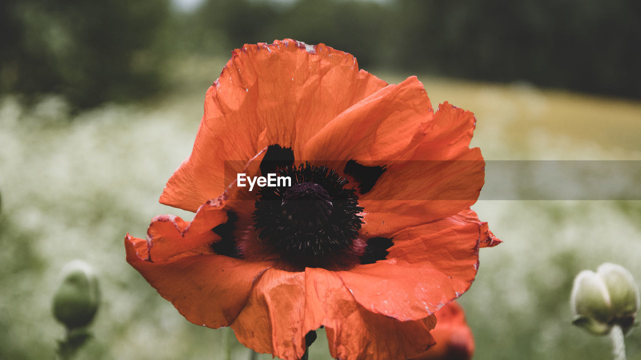 flower, flowering plant, plant, freshness, beauty in nature, petal, flower head, inflorescence, fragility, close-up, nature, macro photography, red, growth, poppy, focus on foreground, pollen, no people, outdoors, day, botany, blossom, orange color, springtime, plant stem
