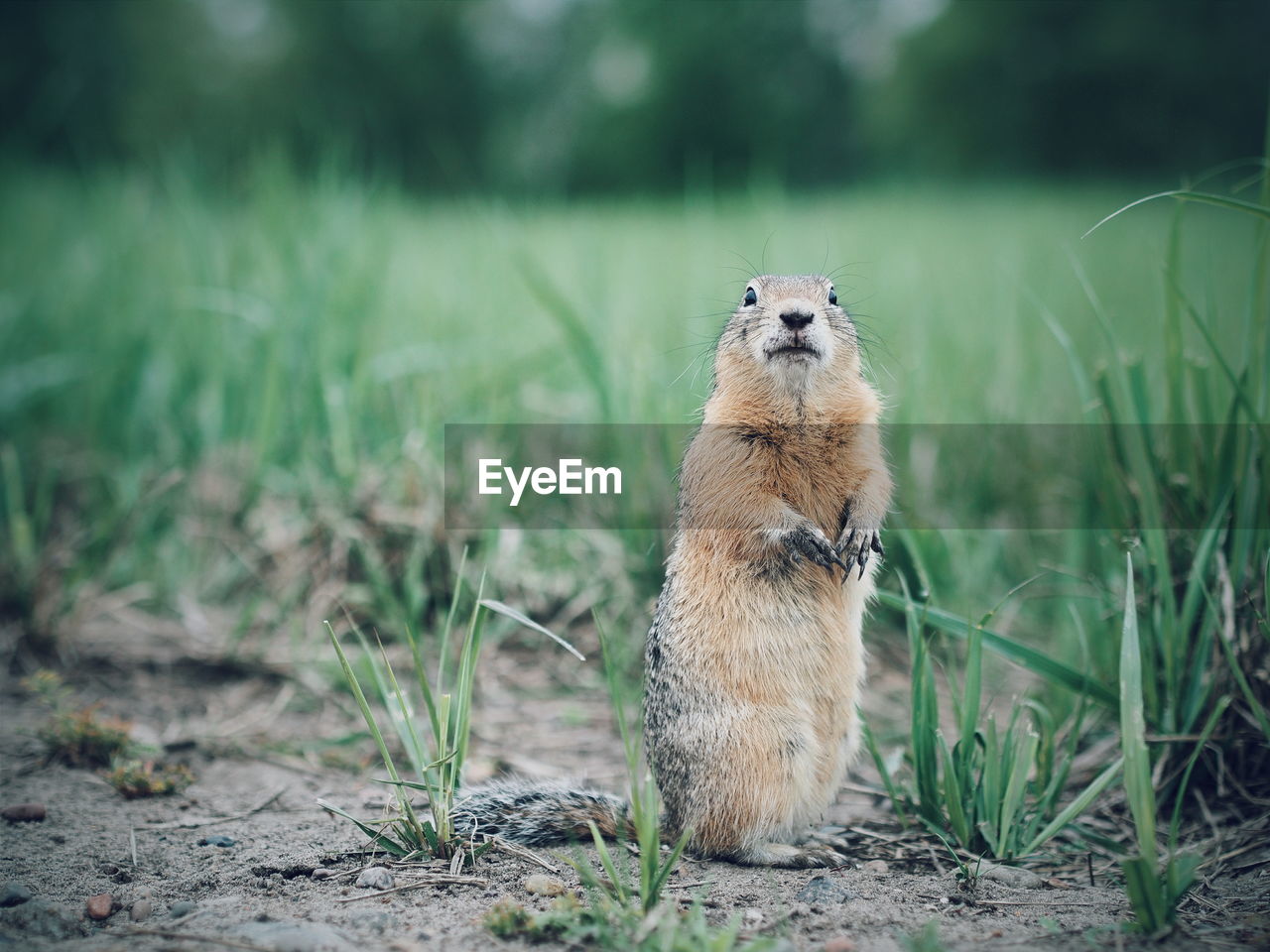 Portrait of prairie dog standing on field