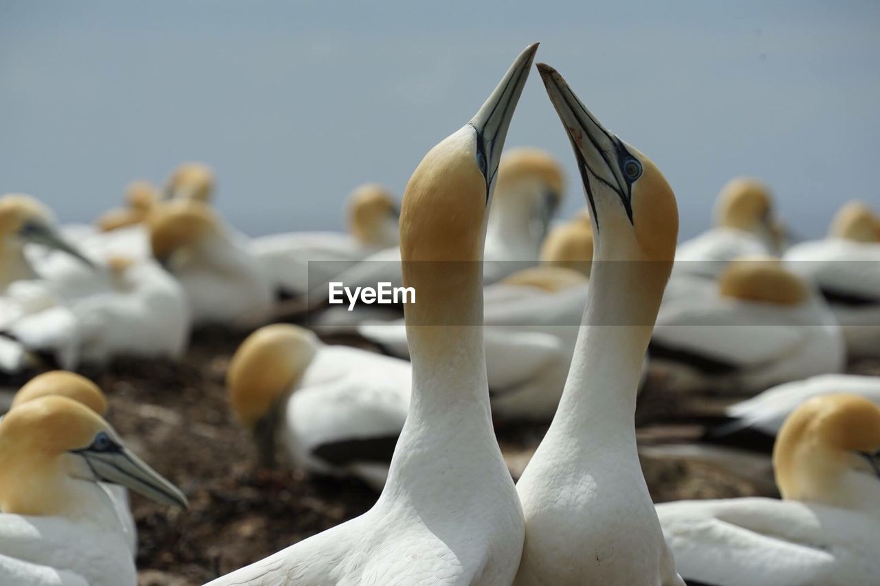 Gannets perching on field