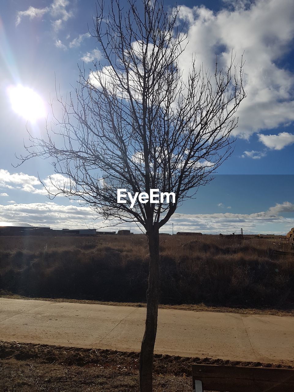 BARE TREE AGAINST SKY