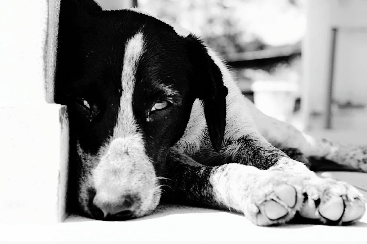 CLOSE-UP OF DOG RELAXING ON BLANKET