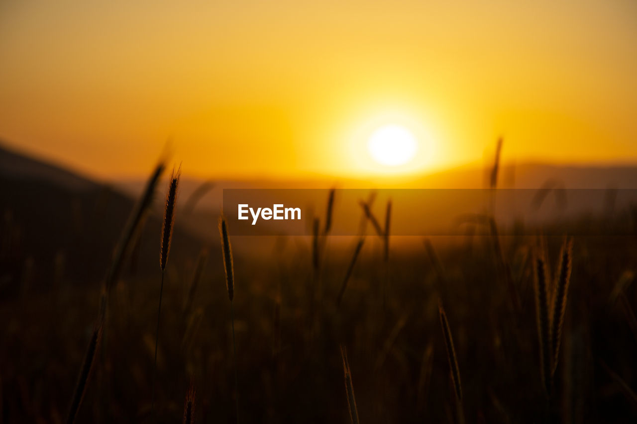 close-up of plants on field against sky during sunset