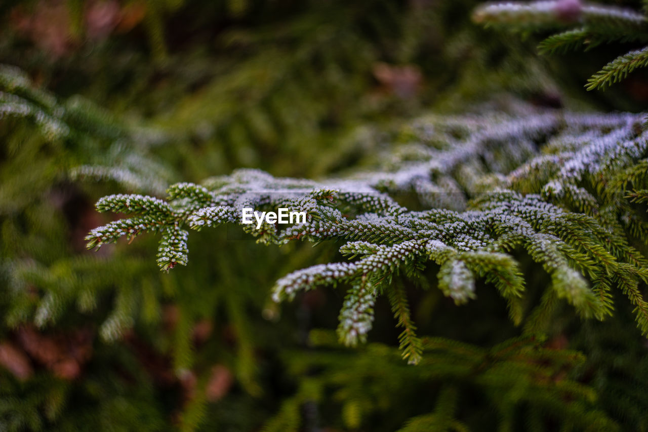 Fir tree and cones with snow and ice in the wild forest