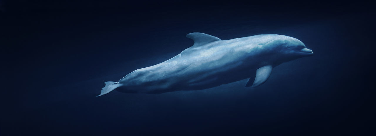 Panoramic shot of dolphin in sea