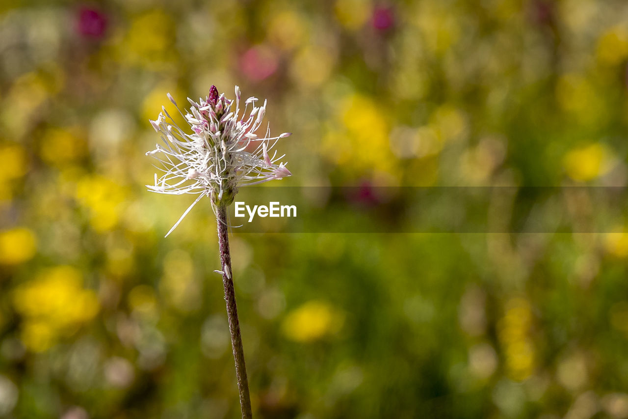 Close-up of wilted dandelion