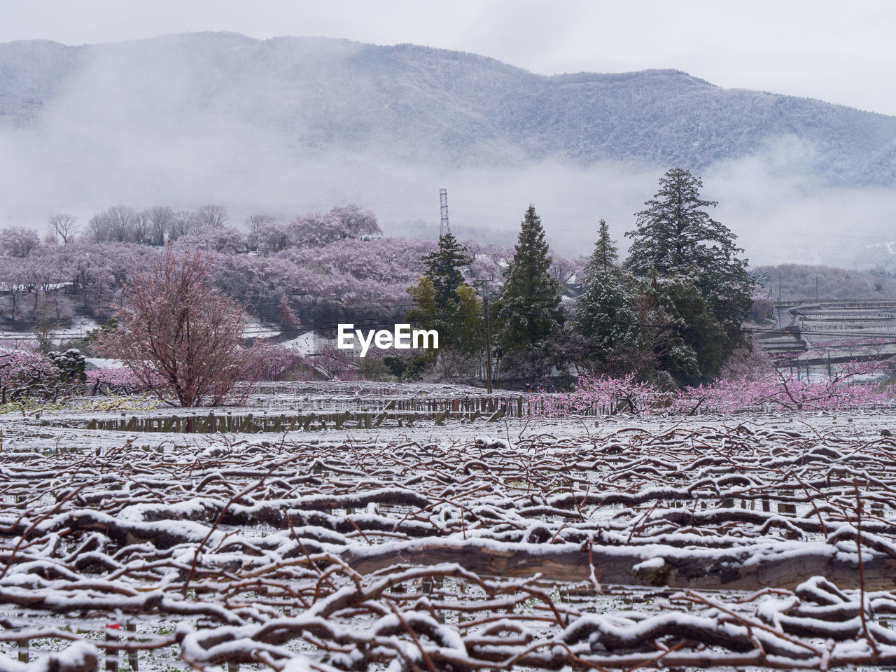 Grape vines in the japanese spring after a sudden and rare snowstorm.