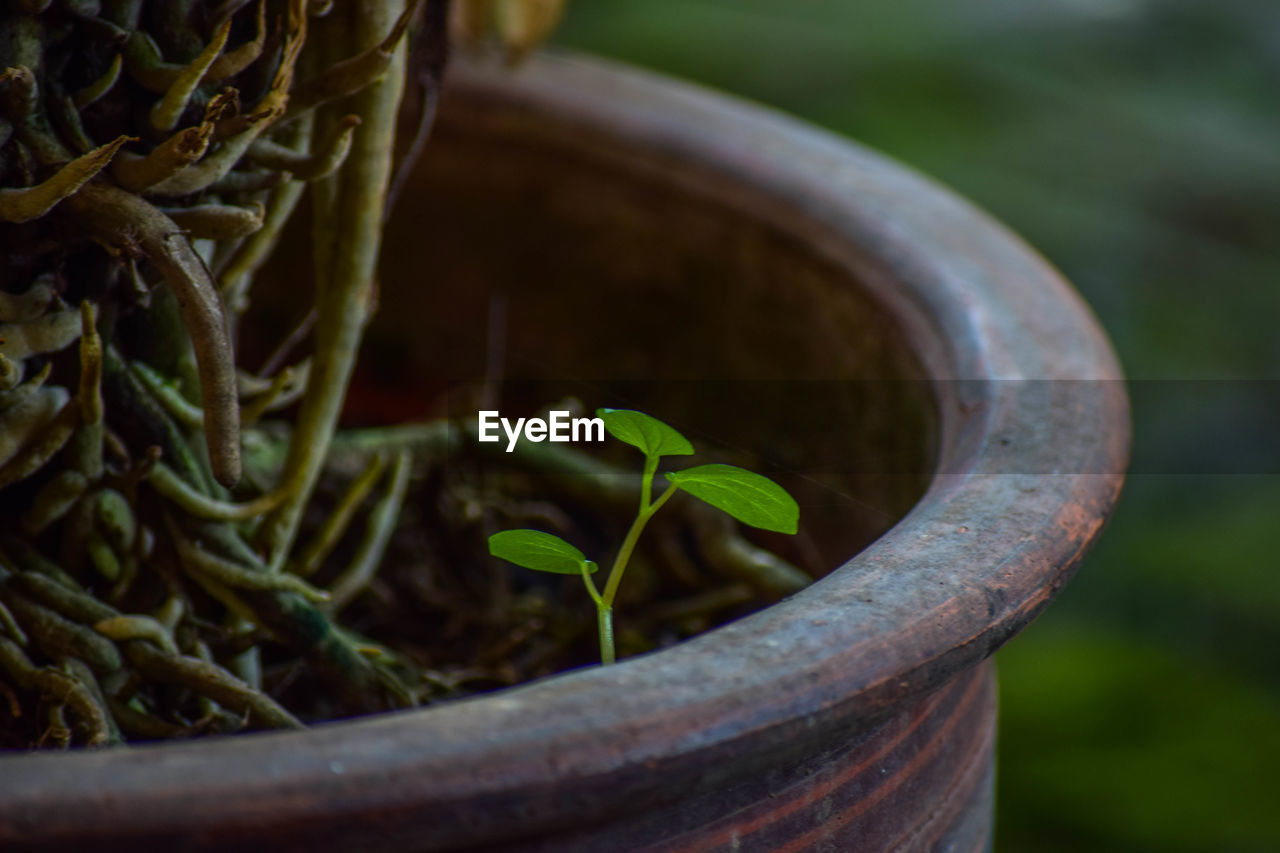 CLOSE-UP OF POTTED PLANT ON METAL FIELD