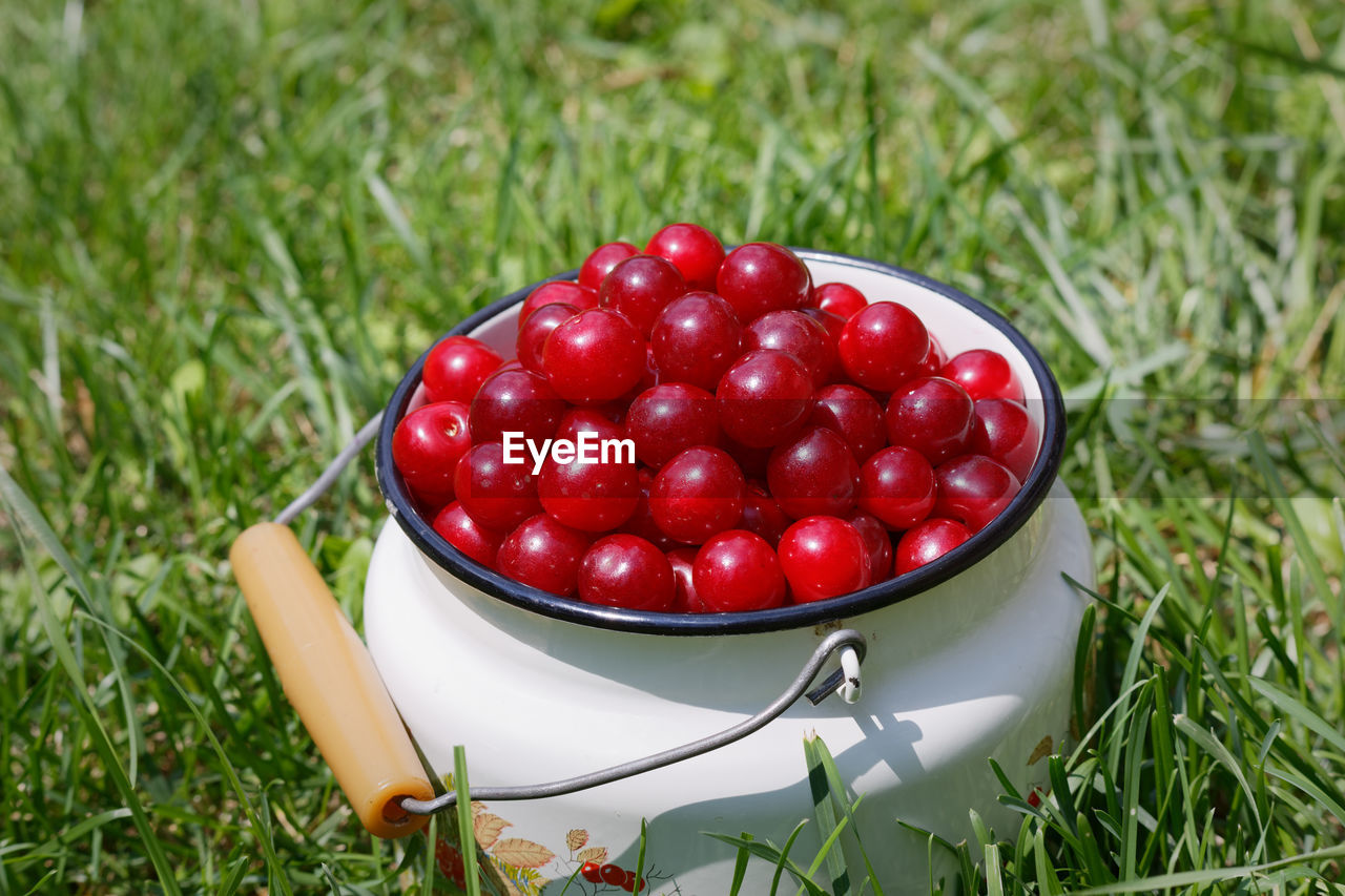 Harvesting prunus cerasus sour cherrys in garden, top view