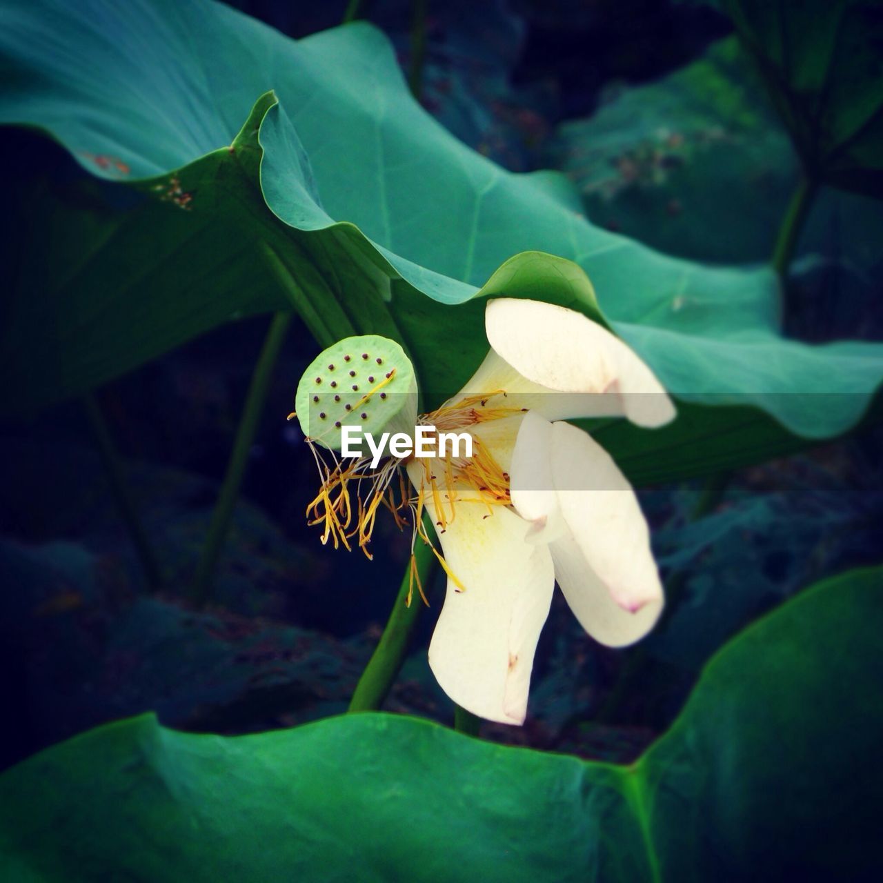 CLOSE-UP OF WHITE FLOWERS BLOOMING OUTDOORS