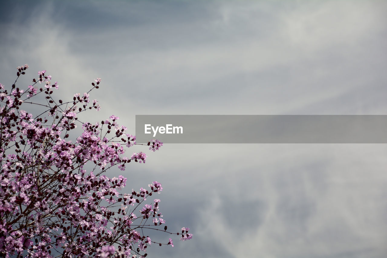 High section of flower tree against clouds