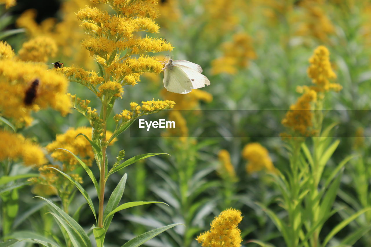 Close-up of yellow flowering plants on field