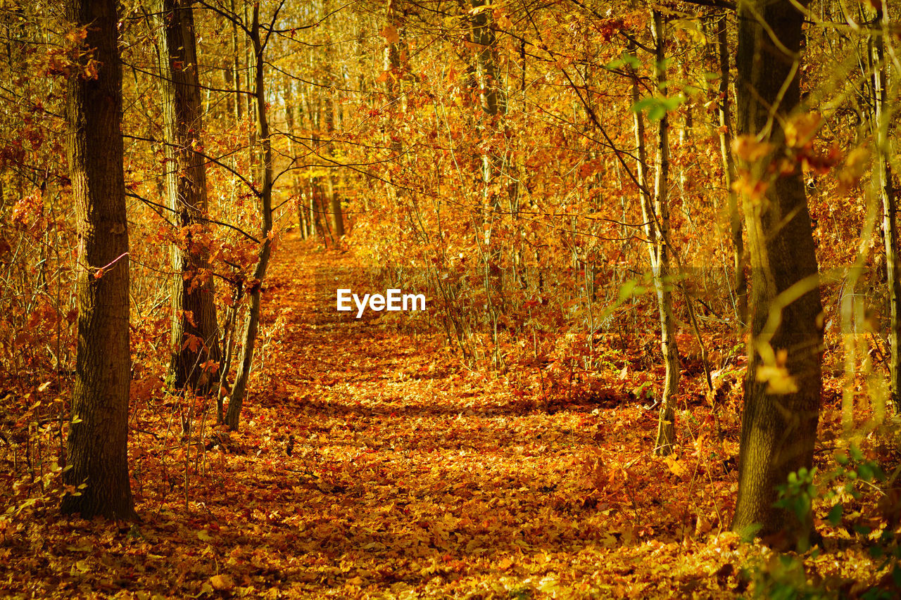 VIEW OF TREES IN FOREST