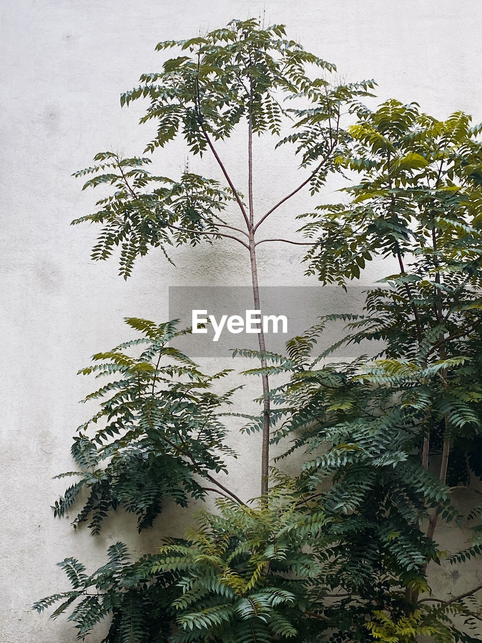 Plant on wall