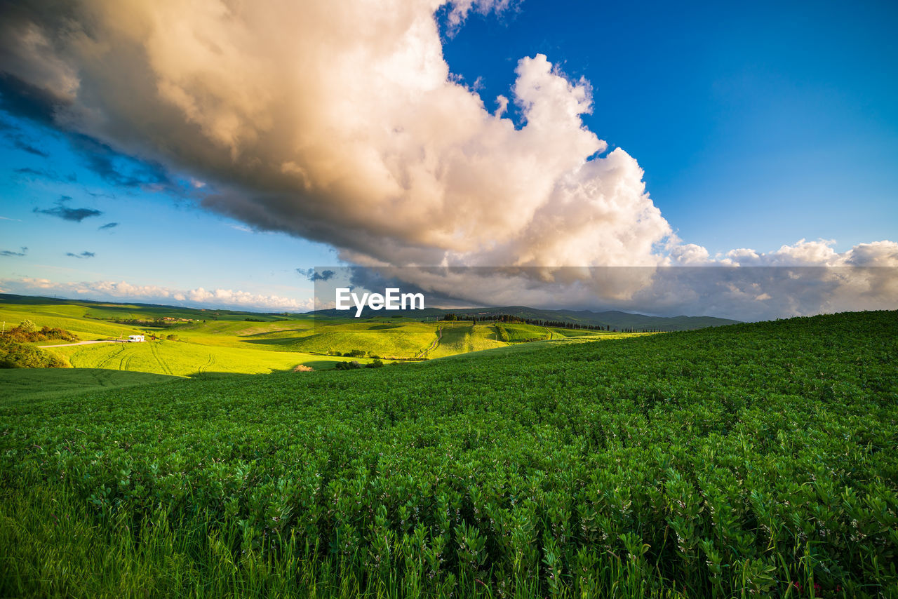 landscape, environment, sky, nature, land, cloud, field, plant, sunlight, beauty in nature, scenics - nature, horizon, rural scene, grassland, green, grass, morning, agriculture, crop, blue, dramatic sky, meadow, plain, no people, summer, environmental conservation, flower, tranquility, mountain, cloudscape, cereal plant, social issues, outdoors, tree, sunbeam, rural area, travel, horizon over land, prairie, freshness, sun, farm, tranquil scene, barley, vibrant color, non-urban scene, growth, panoramic, travel destinations, food, multi colored, springtime, idyllic, storm, day, food and drink, rapeseed, forest, dusk, urban skyline, twilight, valley