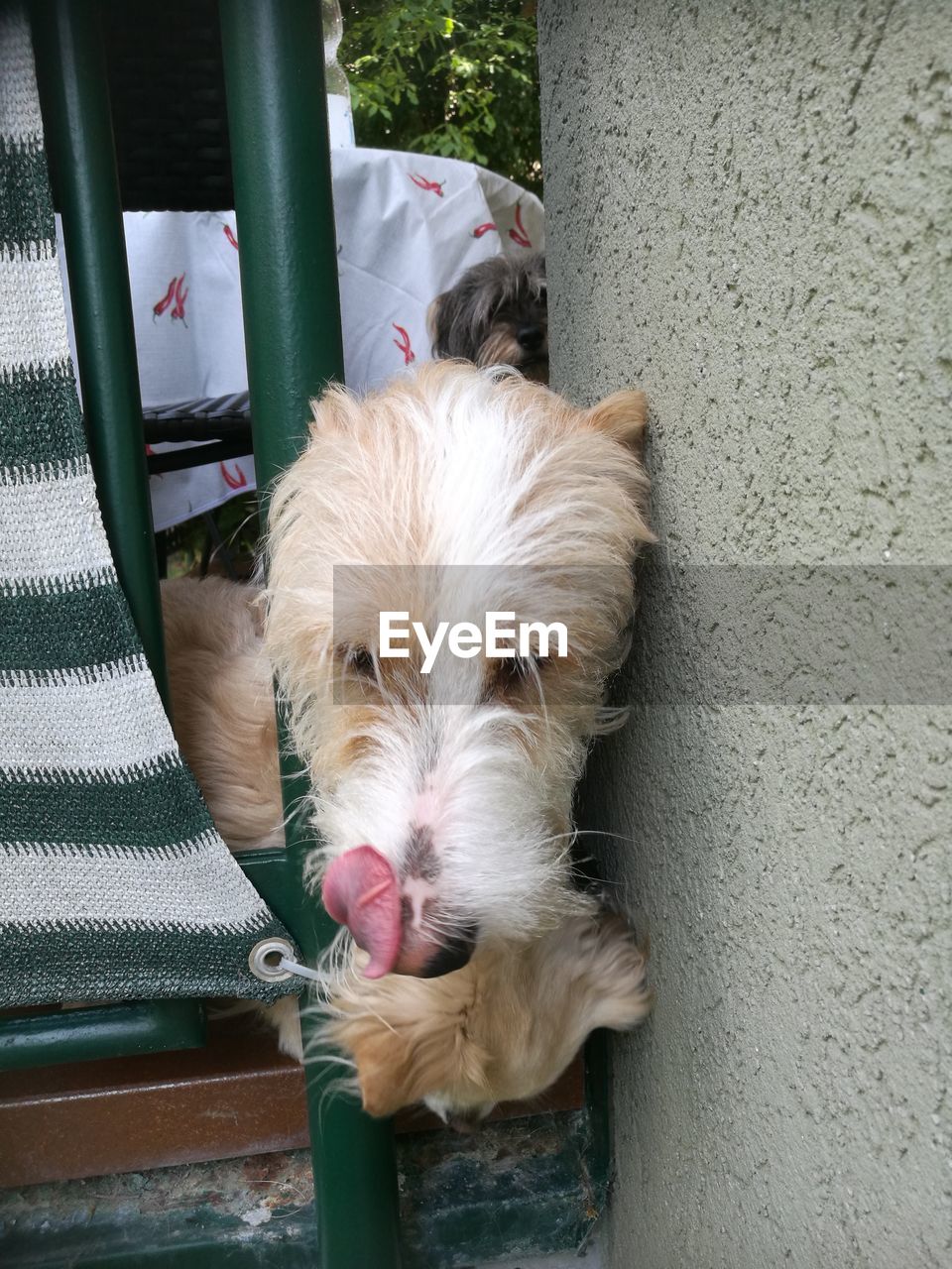 High angle view of dog relaxing outdoors