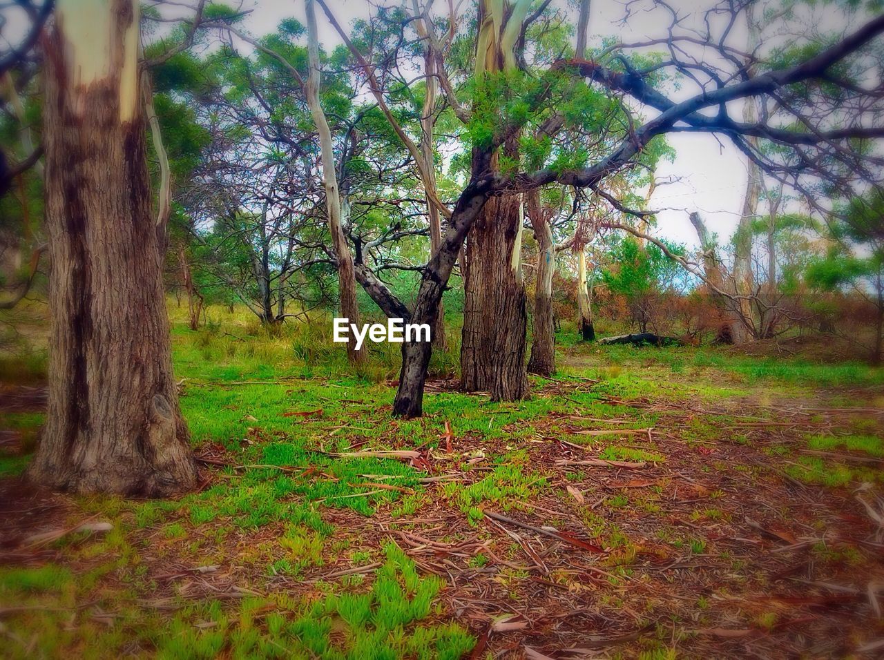 VIEW OF TREES IN FOREST