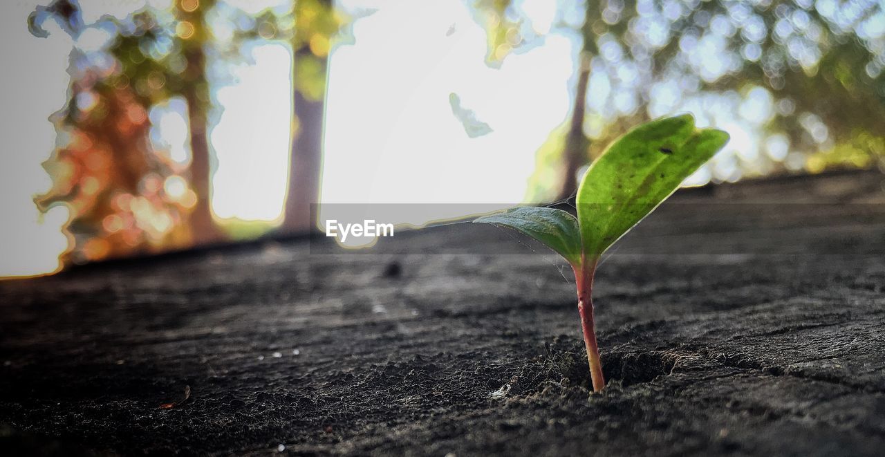 CLOSE-UP OF FRESH PLANT