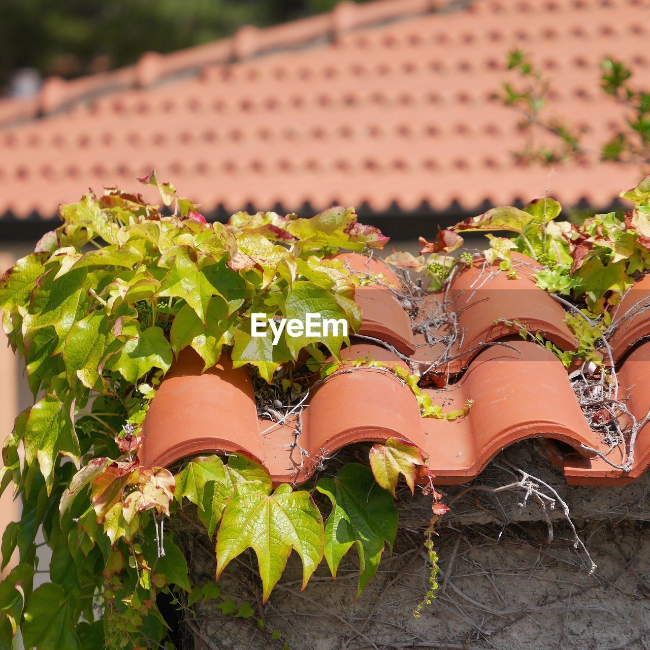 HIGH ANGLE VIEW OF POTTED PLANT ON ROOF