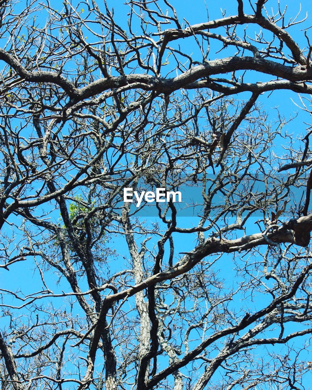 LOW ANGLE VIEW OF TREE AGAINST SKY