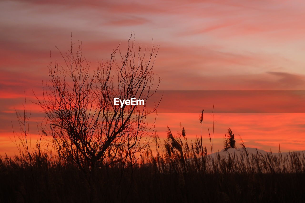 sunset, sky, silhouette, beauty in nature, plant, cloud, nature, scenics - nature, dawn, orange color, landscape, tranquility, afterglow, horizon, land, tranquil scene, environment, non-urban scene, dramatic sky, evening, grass, prairie, field, outdoors, idyllic, no people, red sky at morning, red, rural scene, romantic sky, growth, sun, pink, tree