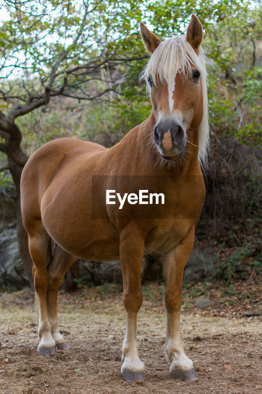 Horse standing in a field