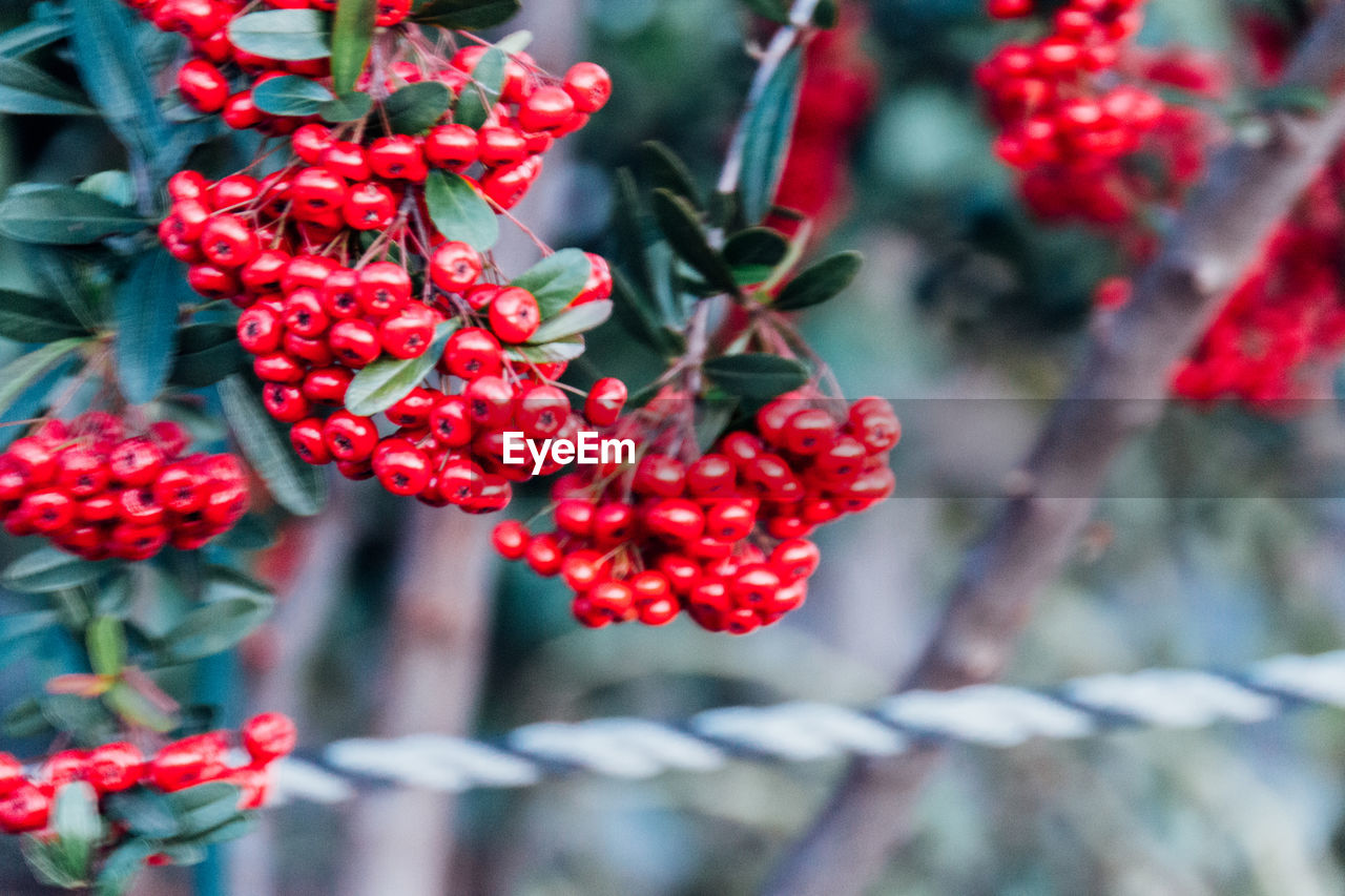 Close-up of red berries