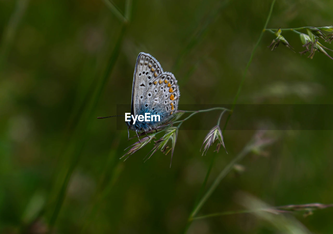 Butterfly pollinating flower