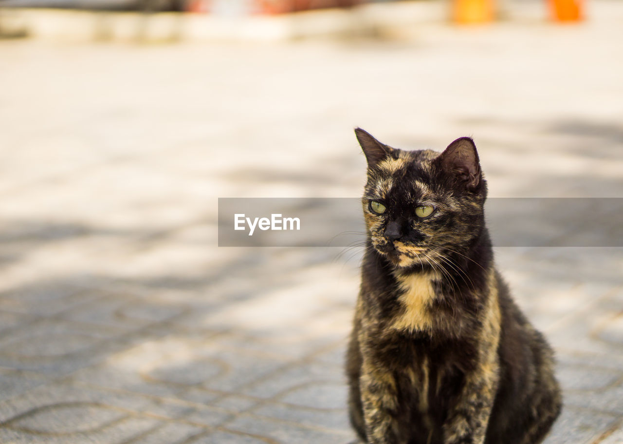 Portrait of cat sitting outdoors